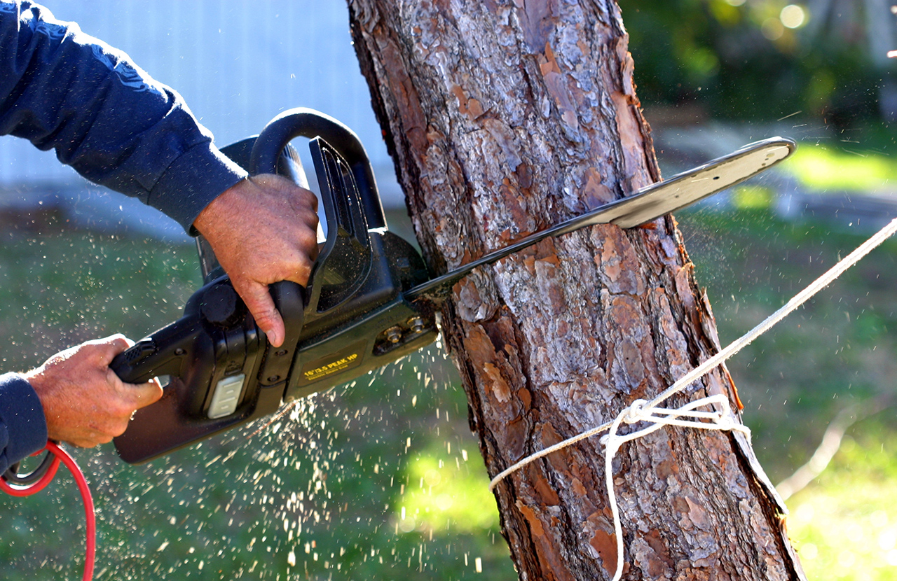 Miscellaneous cottage maintenance tasks including tree removal and stump removal services